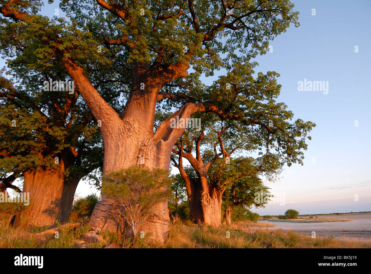 Baines baobabs, Nxai Pan, Botswana, África Foto de stock