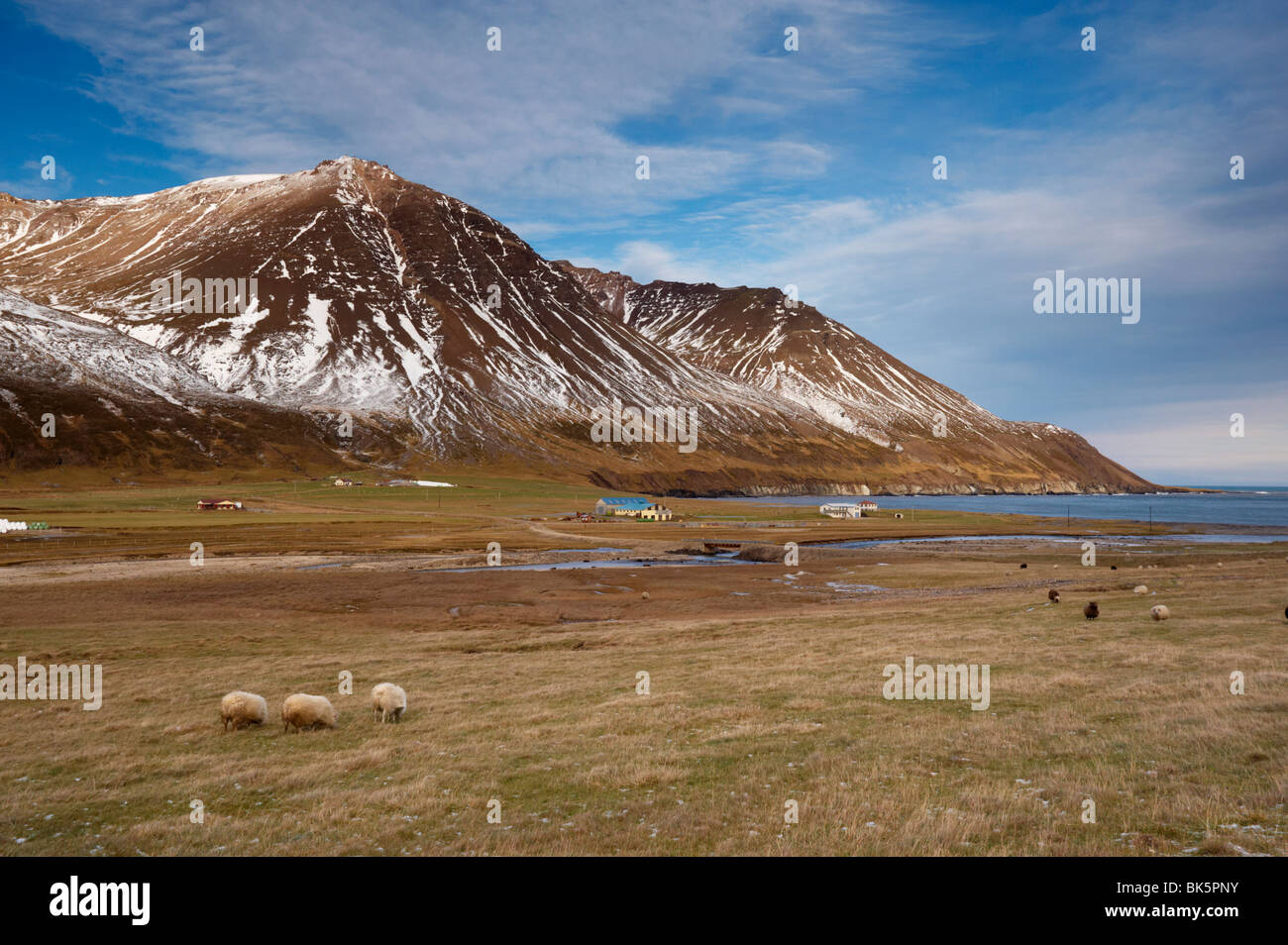Las granjas y las ovejas en el valle de Njardvik Borgarfjordur Eystri fiordo en la distancia, este área de fiordos, Islandia, las regiones polares Foto de stock
