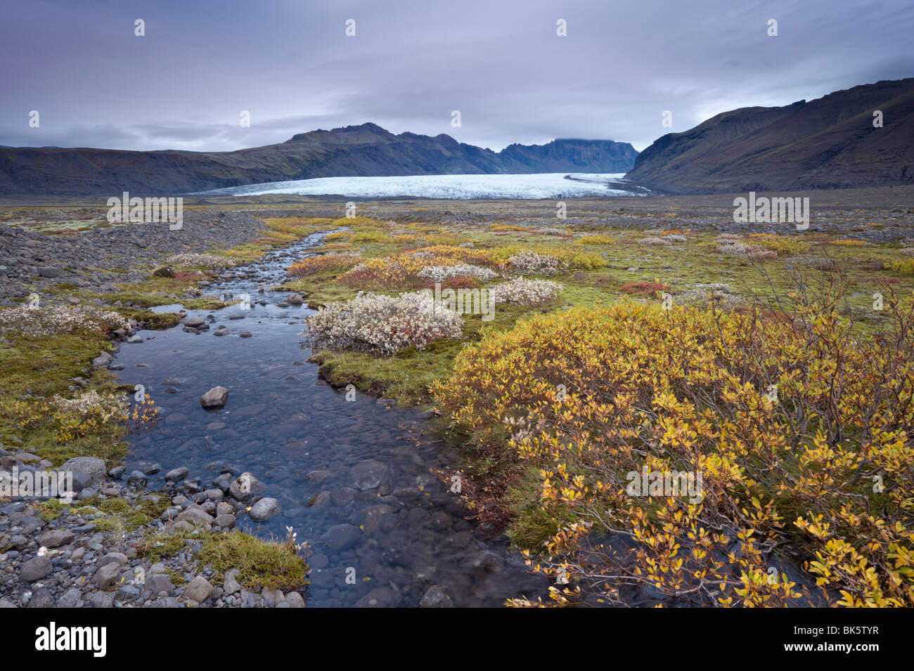 Polar vegetation fotografías e imágenes de alta resolución - Alamy