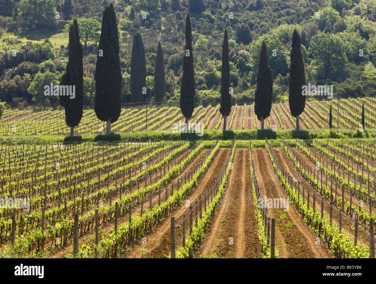 Viñedos y cipreses, San Antimo, Toscana, Italia, Europa Foto de stock