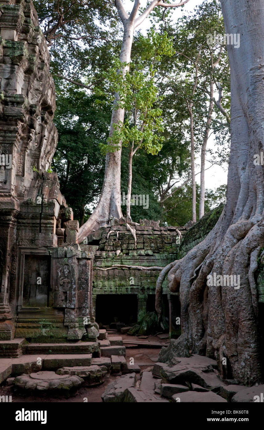 Las raíces del árbol que cubre las ruinas de Ta Prohm en Angkor Wat,  Camboya Fotografía de stock - Alamy