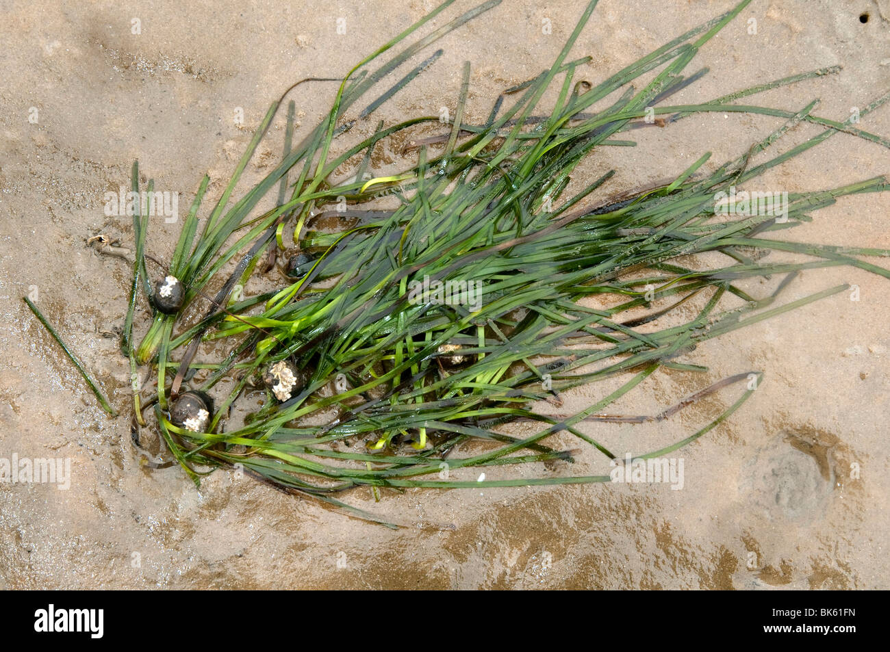 Seawrack, algas marinas (Zostera marina) durante la marea baja. Foto de stock