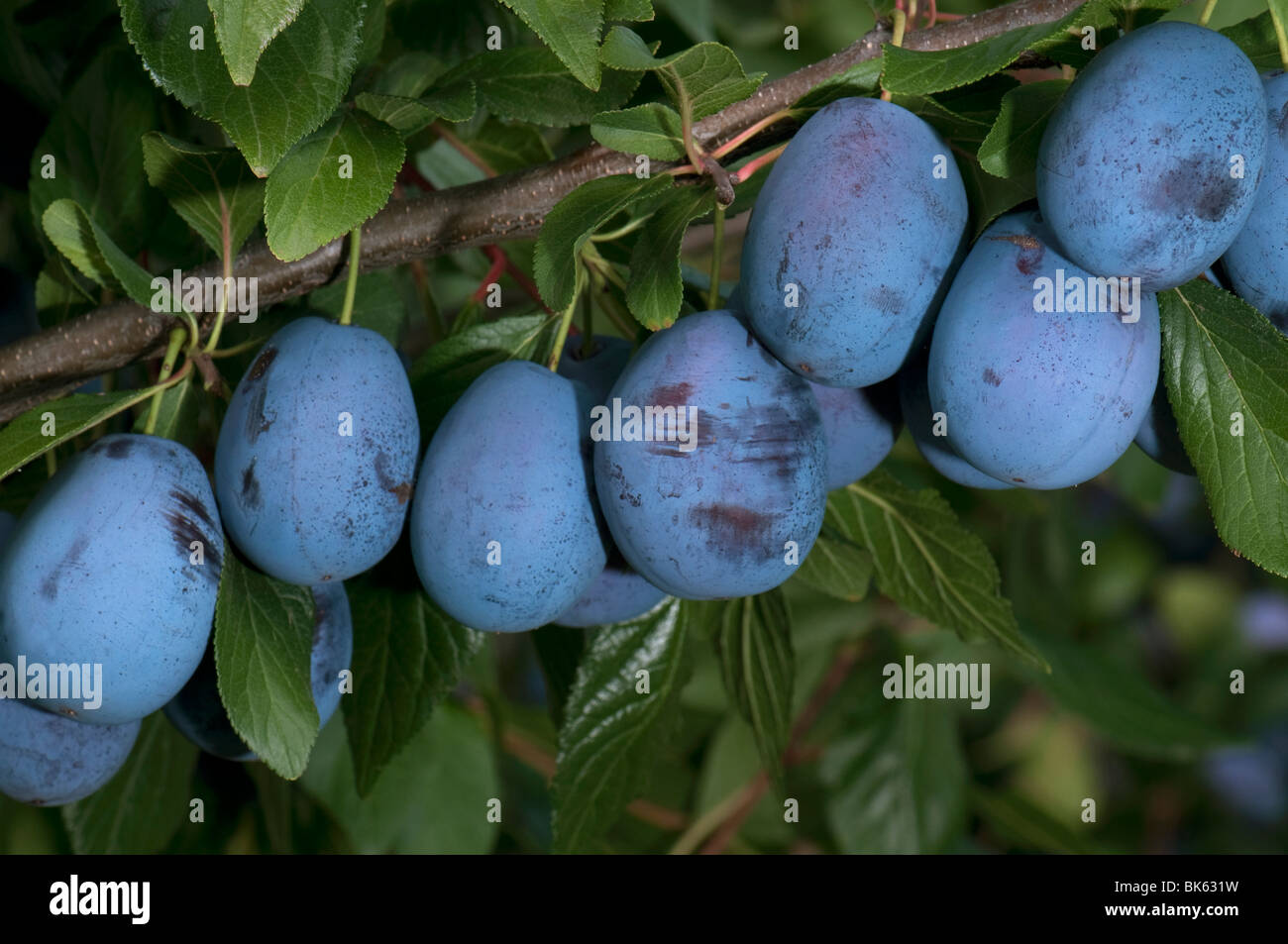 Ciruelo europeo, Ciruela (Prunus domestica ssp. Domestica), fruta madura en un árbol. Foto de stock