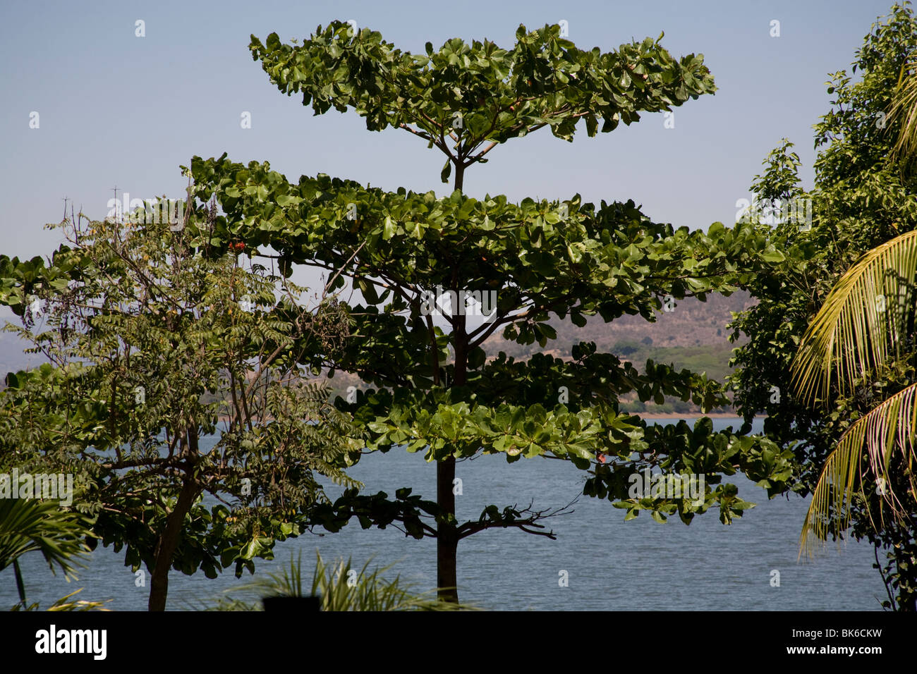 Ver a través de los árboles del lago Suchitlan, Suchitoto Cuscatlán El  Salvador Fotografía de stock - Alamy