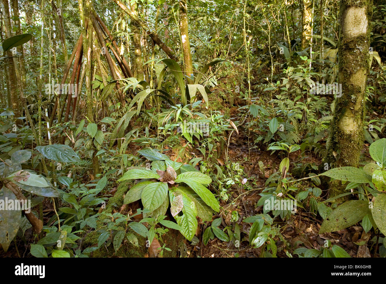 Interior de la selva montana a 1.000m de altitud, Ecuador Foto de stock