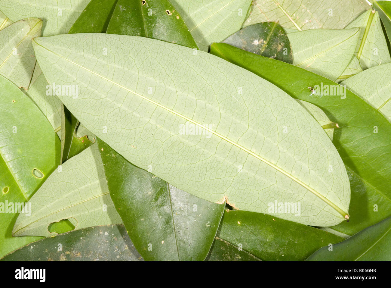 Las hojas de coca (Erythroxylum coca Fotografía de stock Alamy