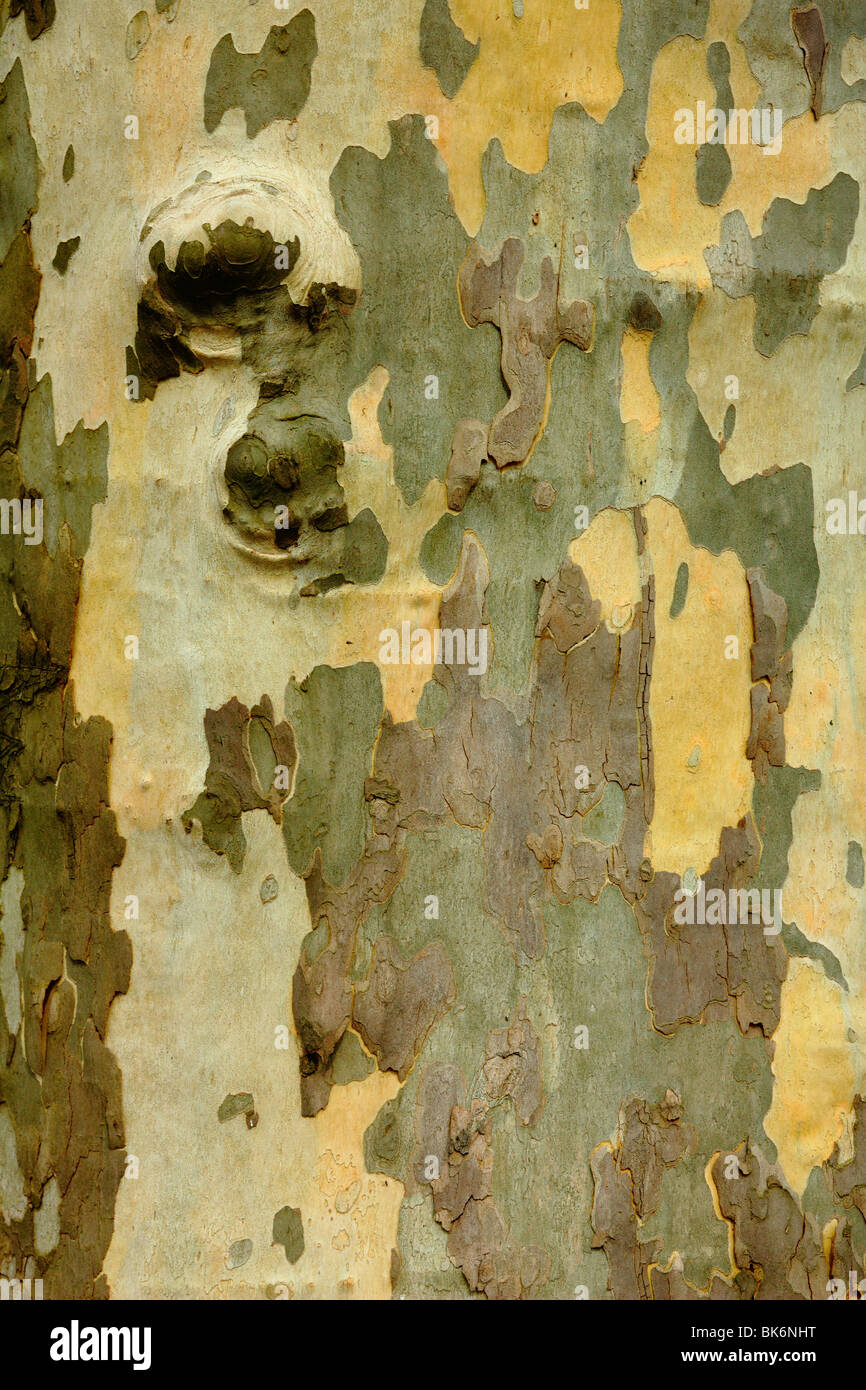 Corteza de árbol antiguo avión de Platanus acerifolia Foto de stock