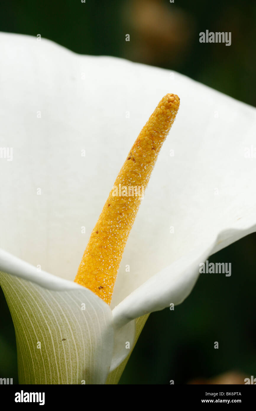 Detalle de una flor blanca Foto de stock