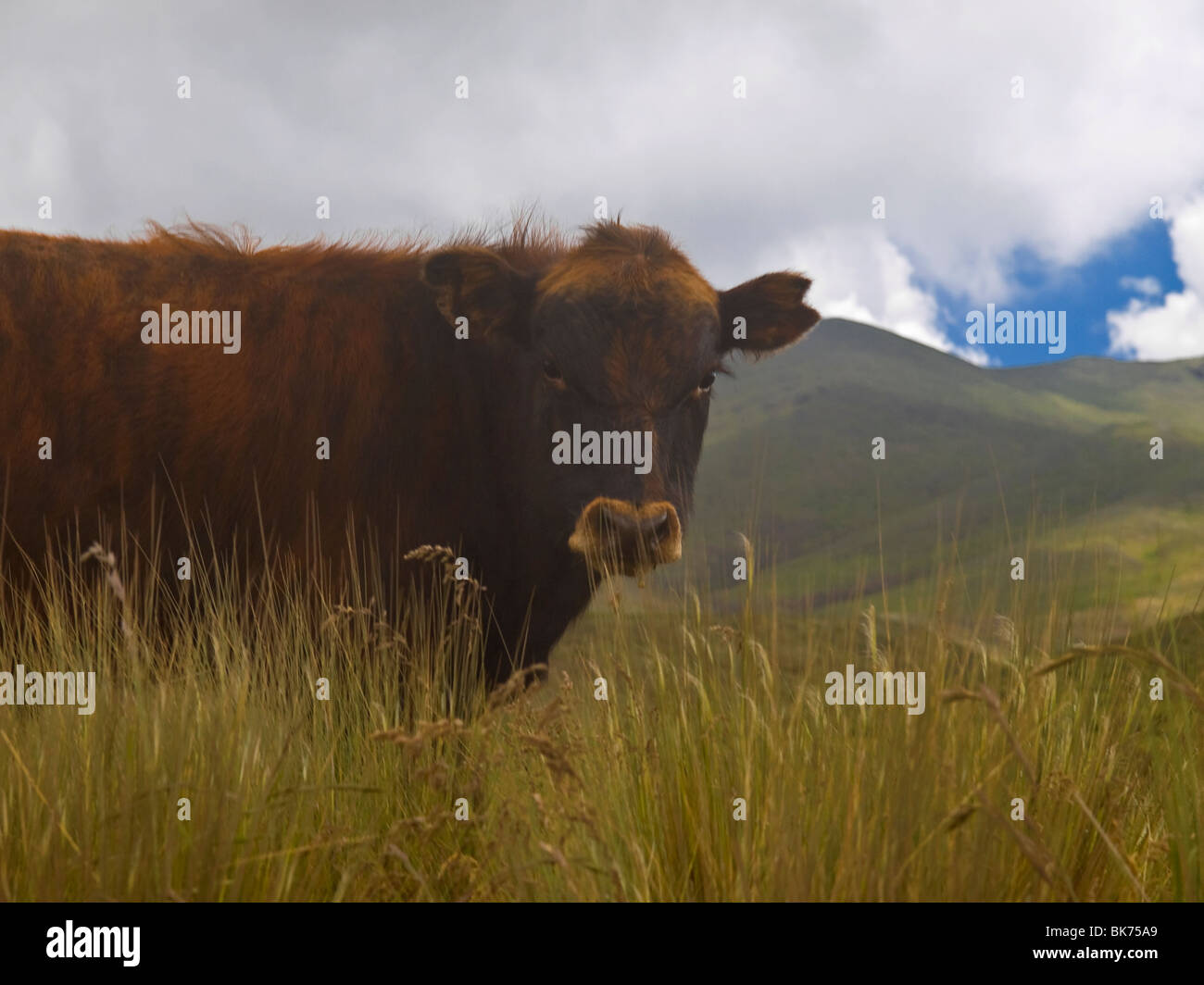 Brown vaca adulta en la pradera mirando a la cámara. Foto de stock