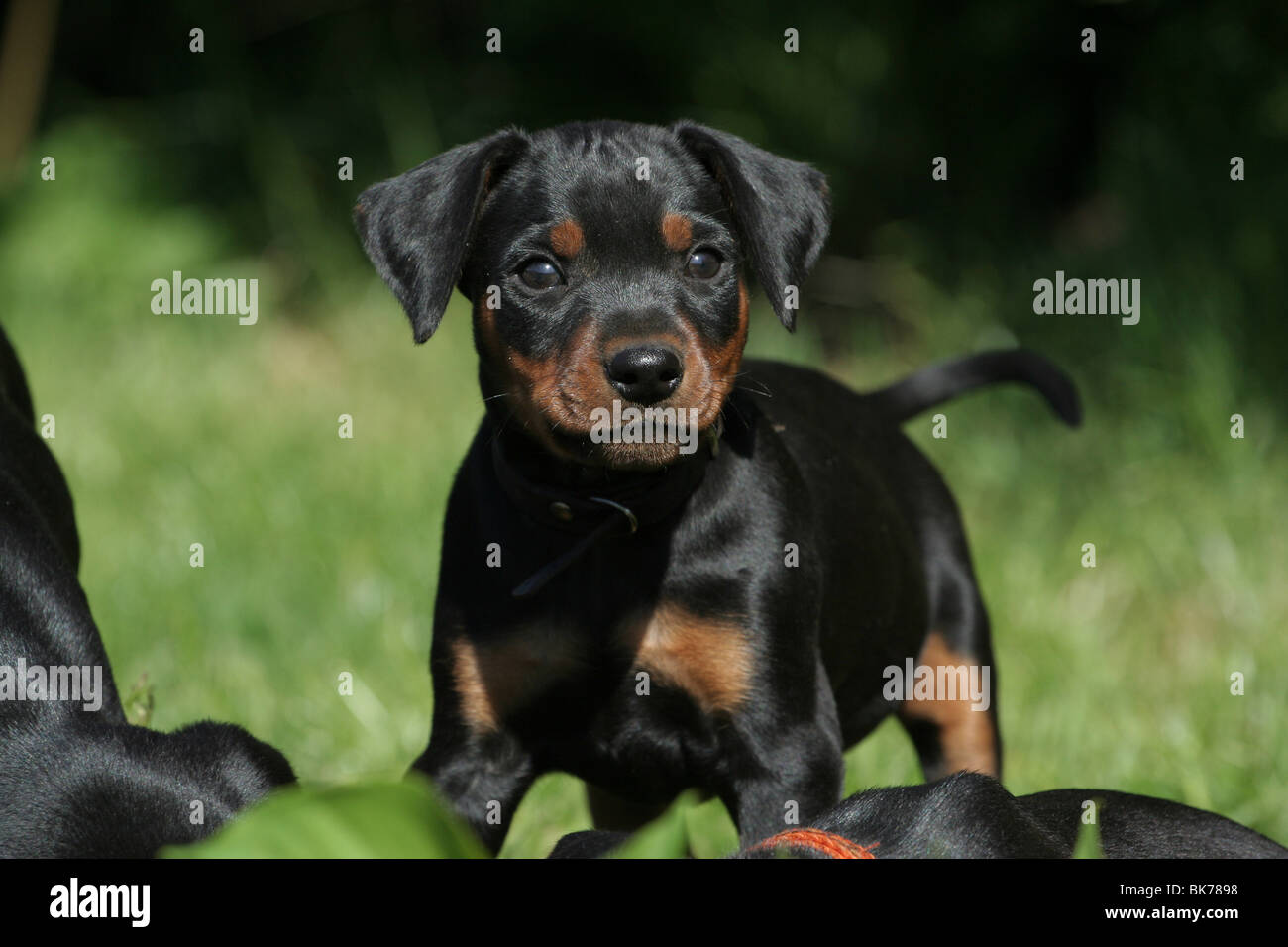 Cachorro Pinscher alemán Fotografía de stock - Alamy