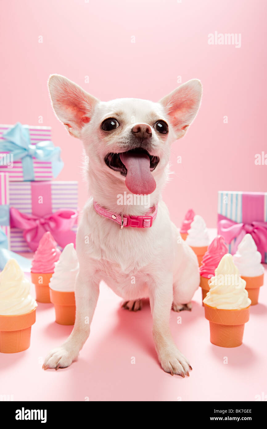 Chihuahua con regalos de cumpleaños y conos de helado Foto de stock