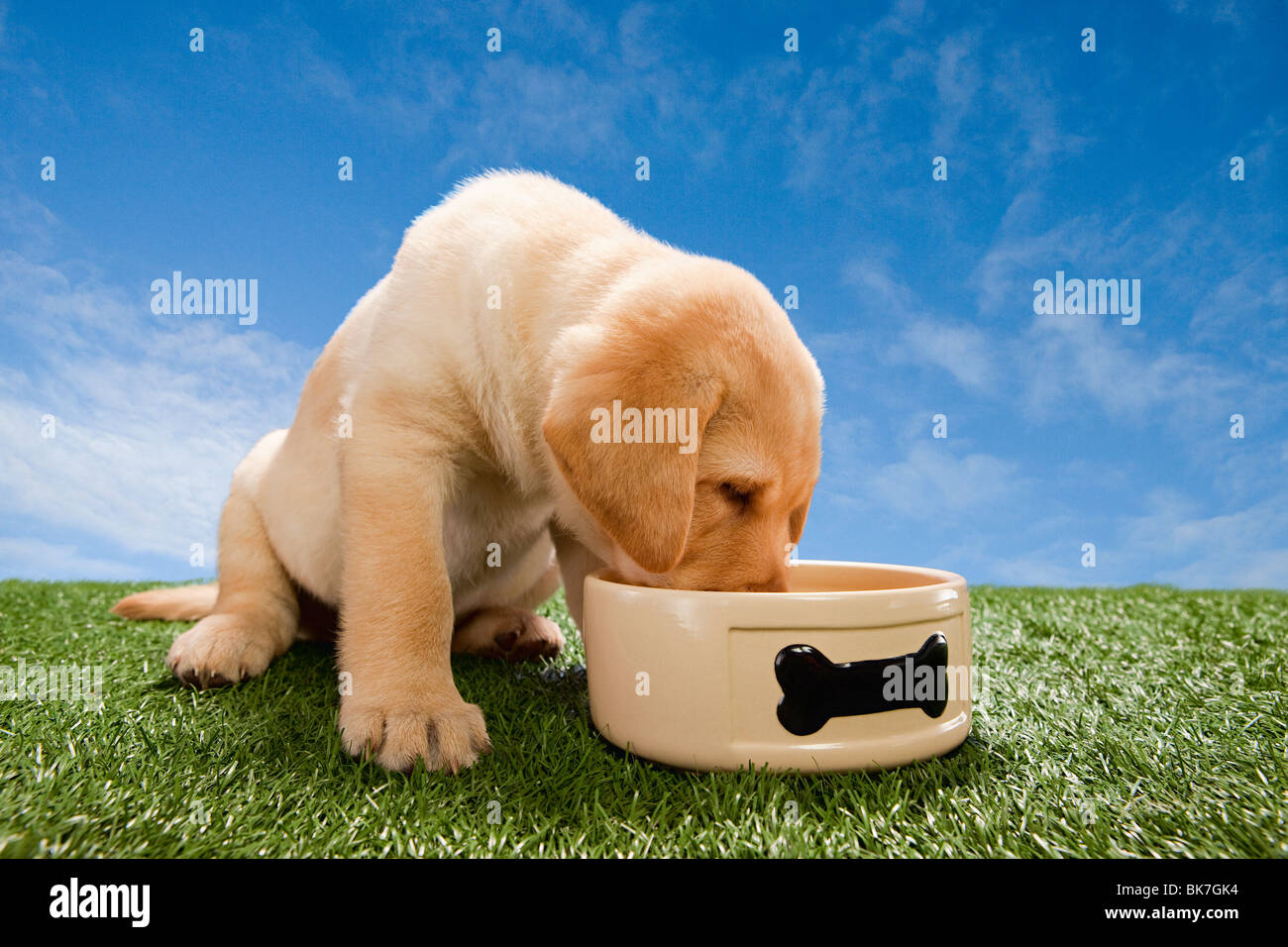 Cachorro de perro Labrador comiendo bowl Foto de stock