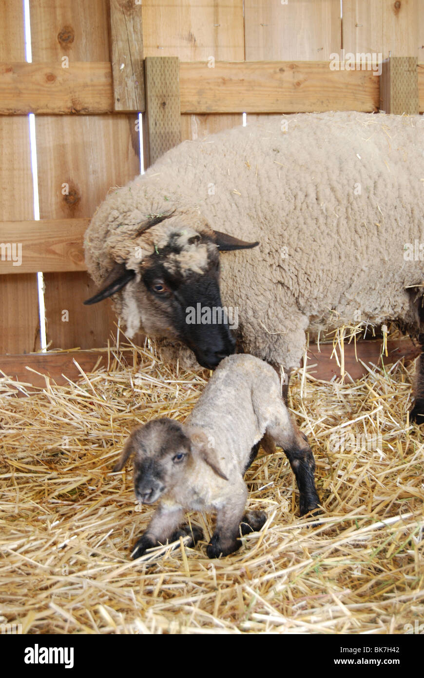 Ovejas madres (oveja) ayudando a cordero recién nacido a sus pies por primera vez Foto de stock