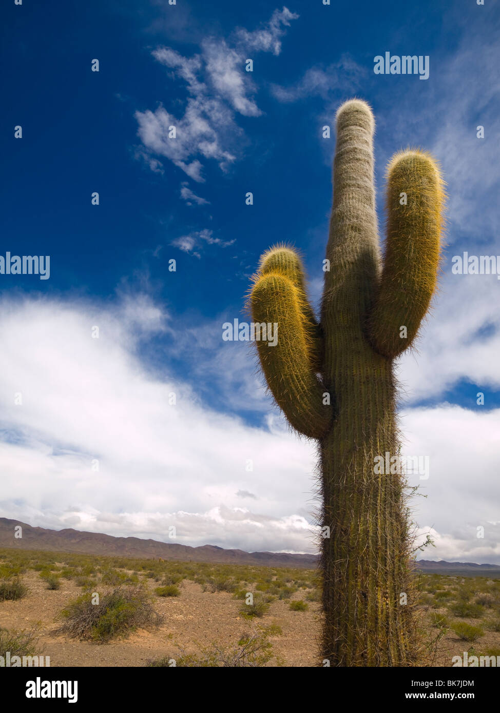 Un cactus verde sobre un cielo azul con nubes. Foto de stock