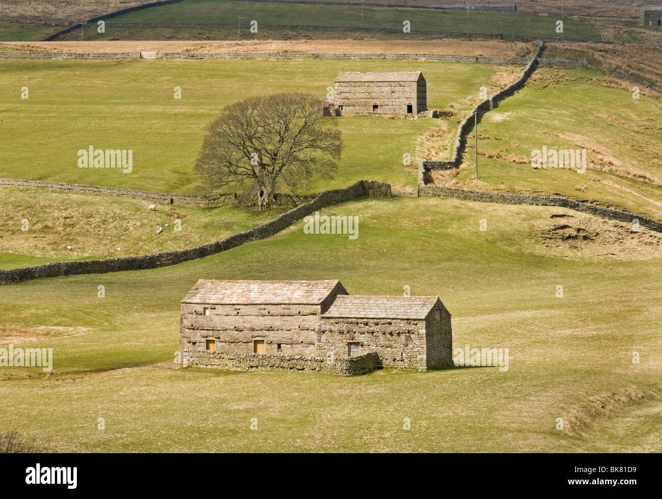 Los graneros y paredes en Upper swaledale, North Yorkshire. Foto de stock