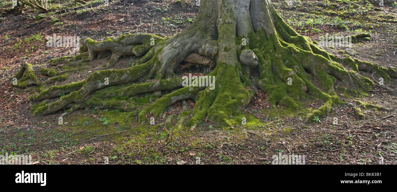 La base de un árbol haya mostrando raíces cubiertas de musgo. Foto de stock
