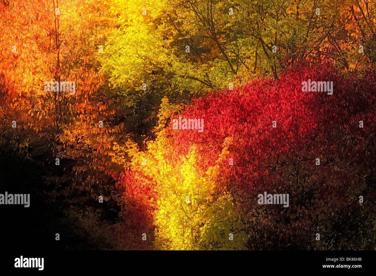Los colores de otoño, modificado en una forma impresionista Foto de stock