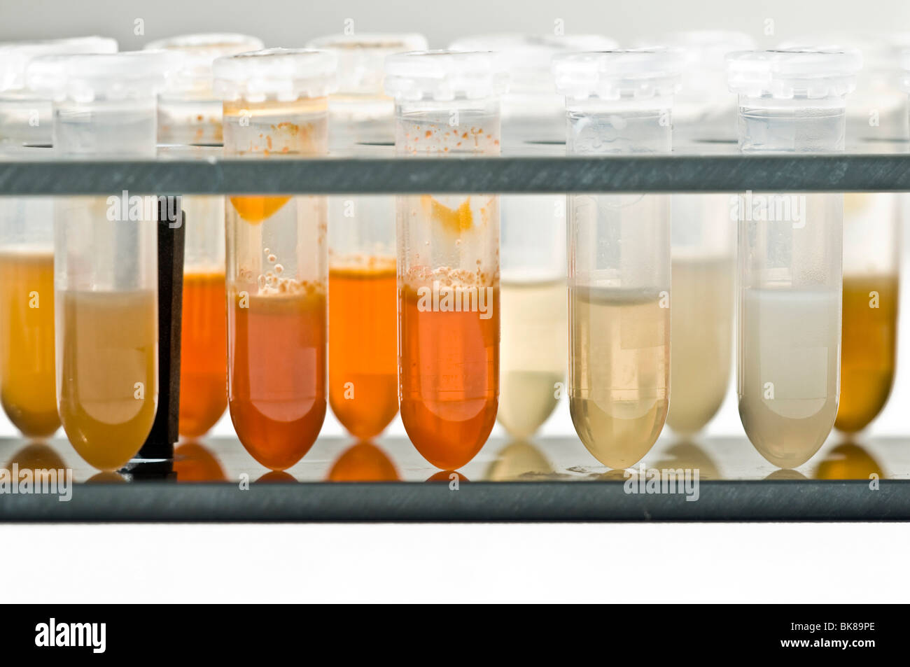 Tubos de ensayo con el líquido para la extracción de ADN Foto de stock