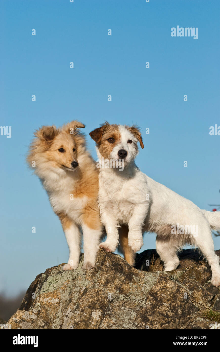 Pastor jack cheap russell