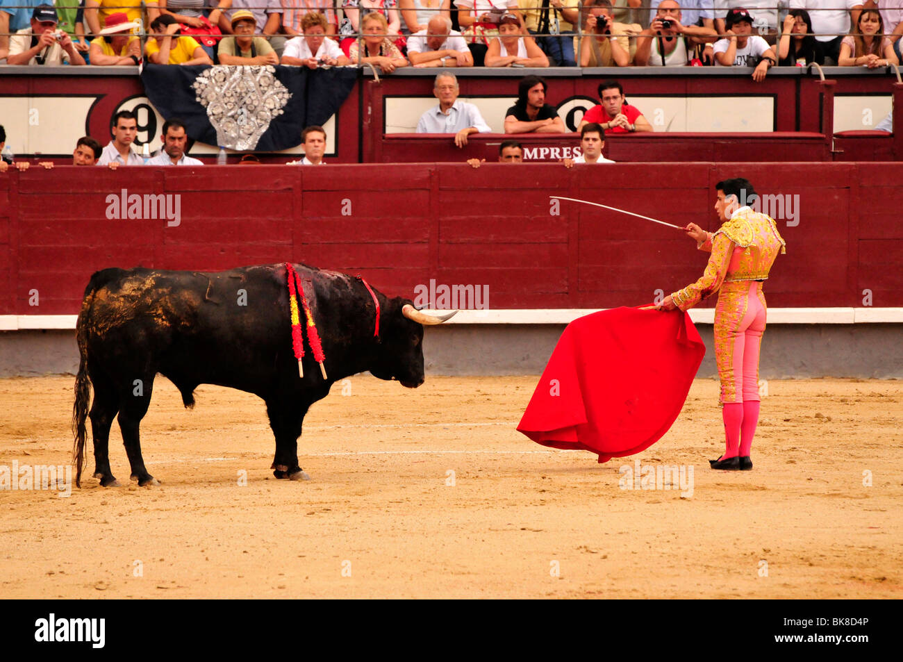 El torero, matador, con un cabo escarlata, muleta y espada, estoque, listo para matar, en la Plaza de Toros de Las Ventas, Madrid, Spai Foto de stock