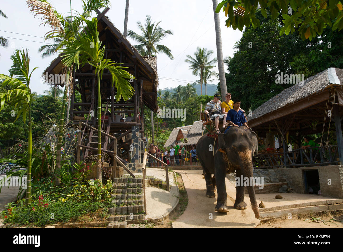 Elefante, la isla de Ko Samui, Tailandia, Asia Foto de stock