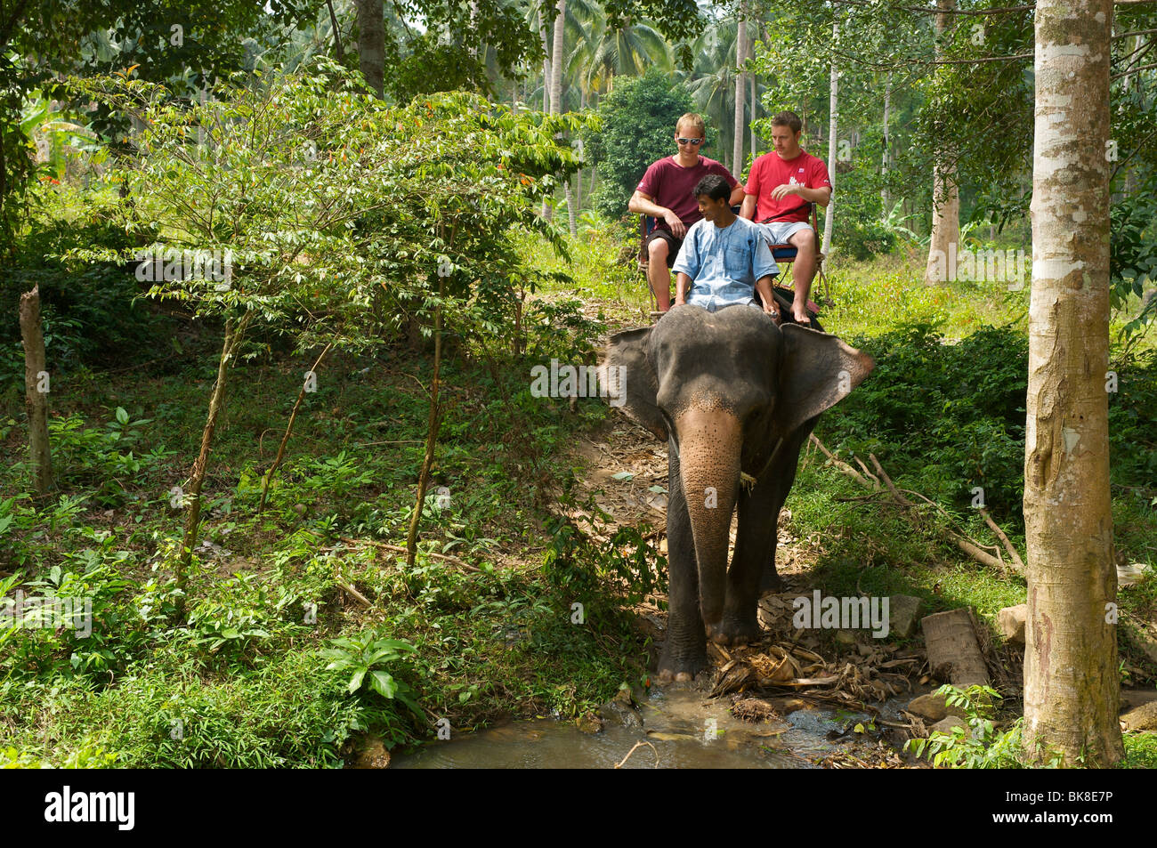 Elefante, la isla de Ko Samui, Tailandia, Asia Foto de stock
