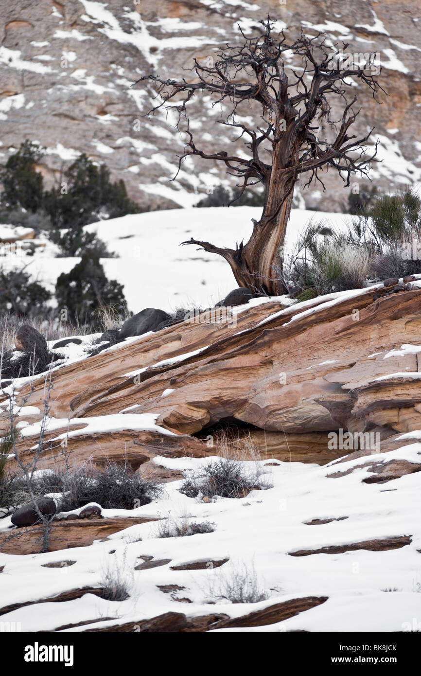 Un Lone Tree se asienta sobre roca estriaciones formadas por las fuerzas de la erosión en Utah Scenic Desviación 12, el Parque Nacional Capitol Reef. Foto de stock