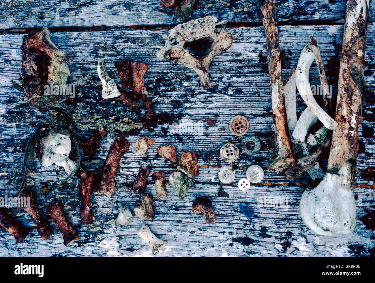 Artefactos antiguos; derechos de los huesos, los dientes y los botones, descubierto por un antropólogo en el Parque Histórico Kekerten Nunavut, Canadá Foto de stock
