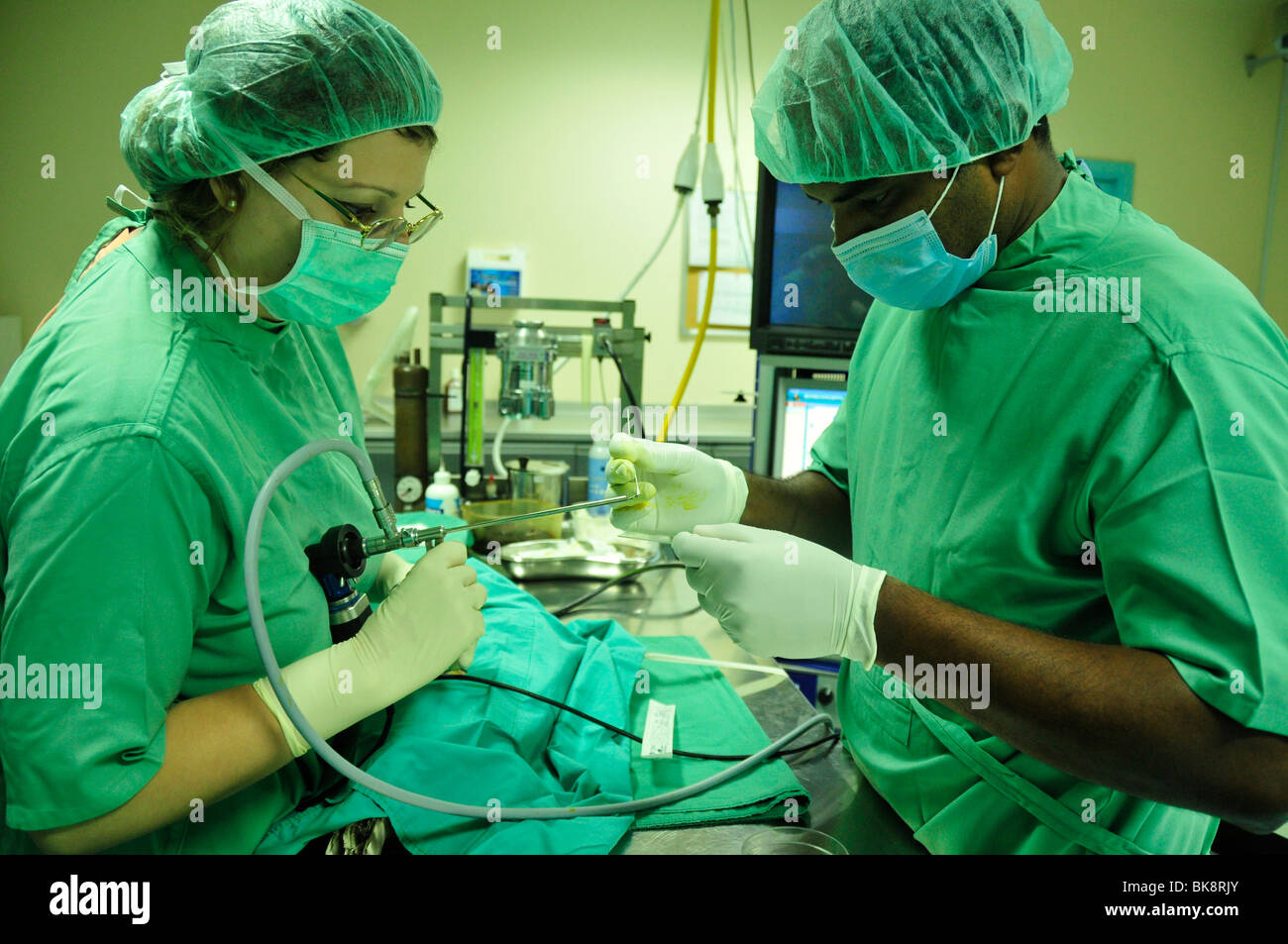 La Dra. Margit Gabriele Mueller, jefe del Abu Dhabi Falcon Hospital, operando en un Falcon, Abu Dhabi, Emiratos Árabes Unidos, Ara Foto de stock