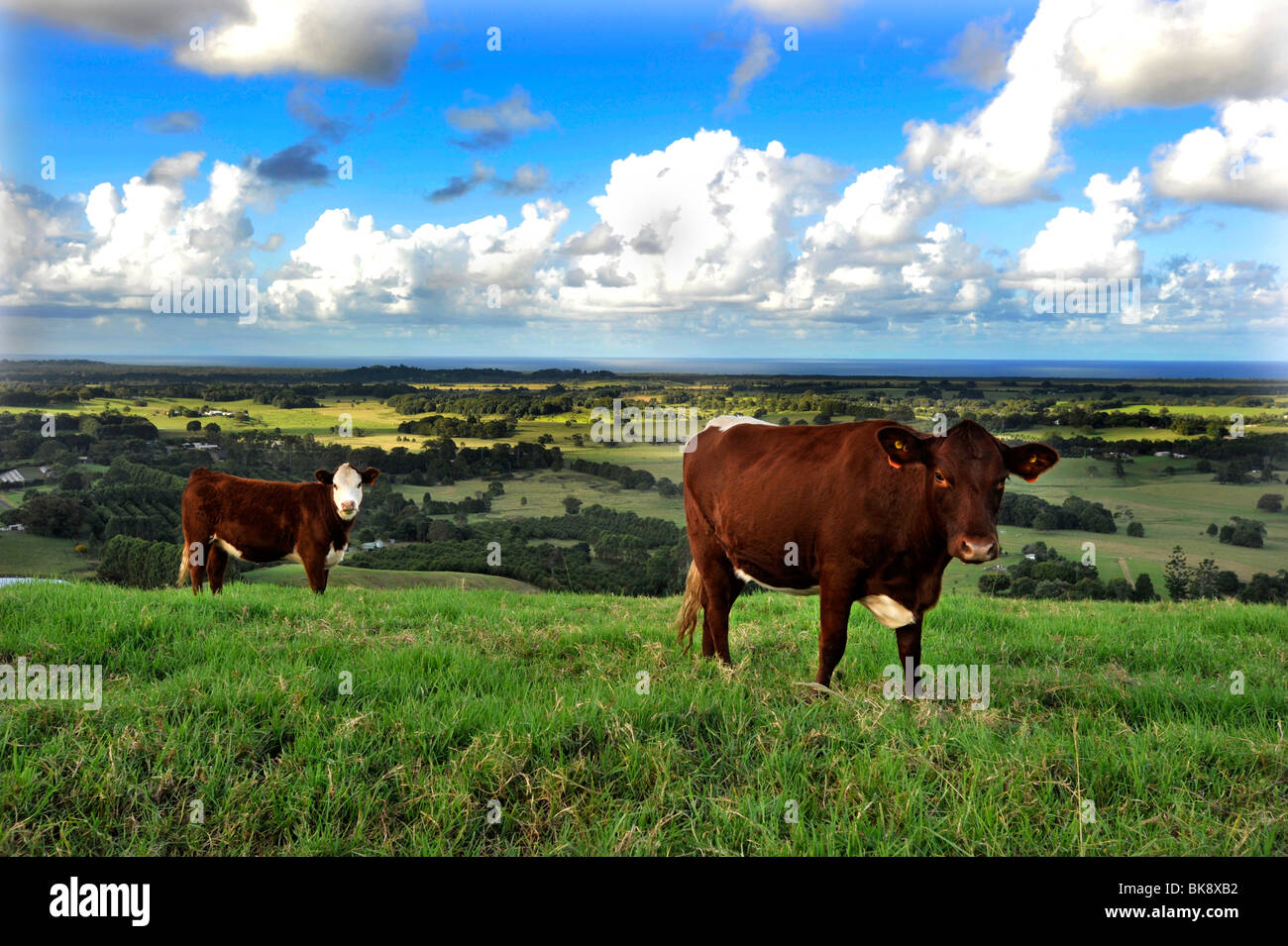 El ganado vacuno pastan en una granja en Coolamon Scenic Drive por encima de Byron Bay, Australia Foto de stock