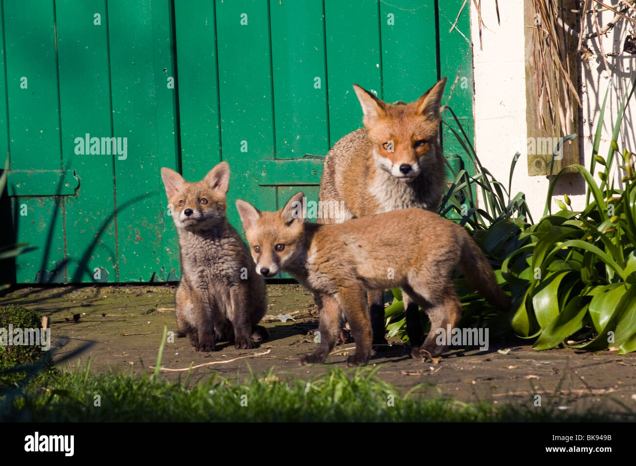 Un vixen y sus dos cachorros fox jugar en el sol de primavera en Sussex Garden Foto de stock