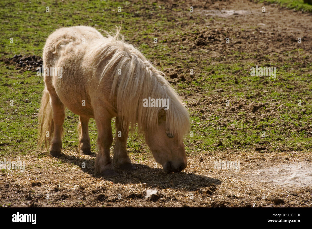 Animales de granja de ponis Shetland pastando en un campo de Buckinghamshire Chilterns Foto de stock