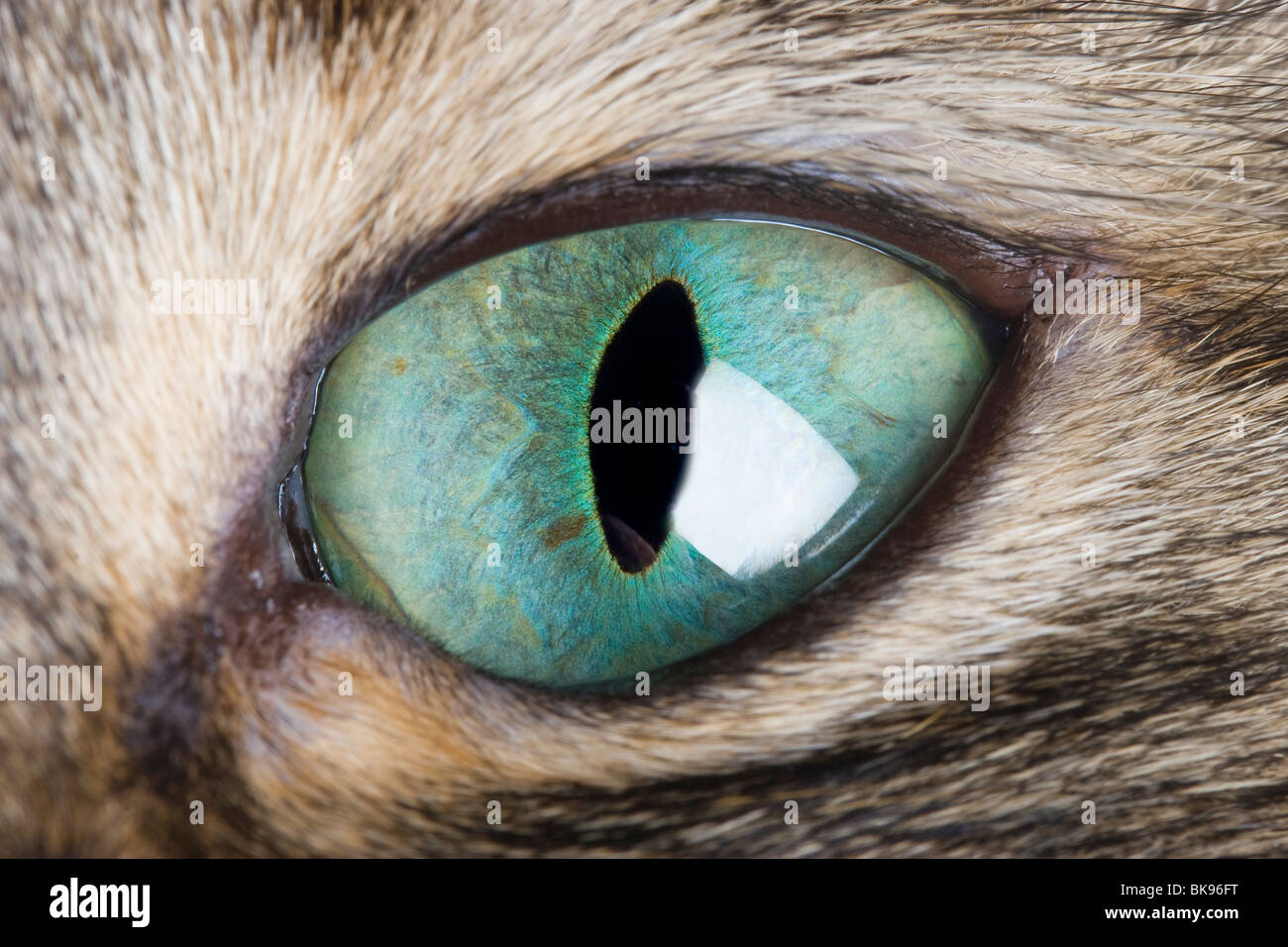 Macro de ojo de gato. Un primer plano de un ojo de gato mostrando la pupila vertical e iris verde hermoso. Foto de stock