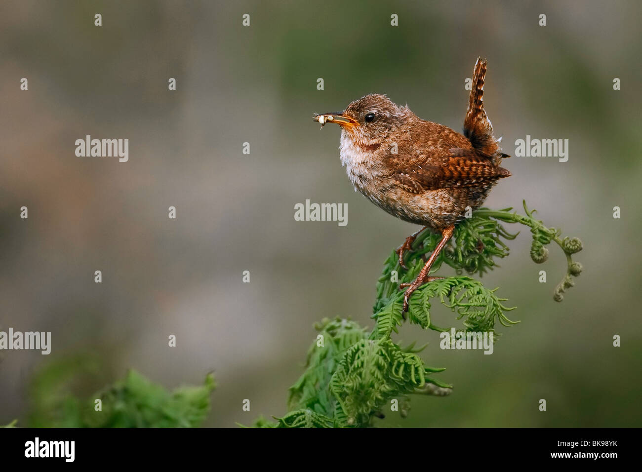 Wren donde se posan sobre una planta silvestre con insectos en su desembocadura. Foto de stock