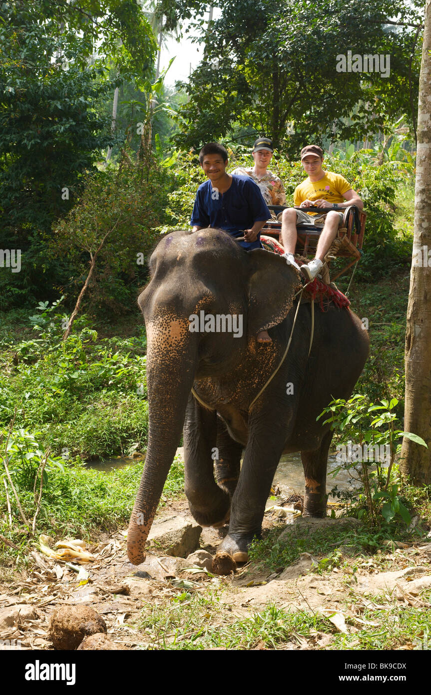 Elefante, la isla de Ko Samui, Tailandia, Asia Foto de stock