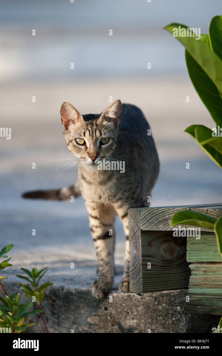 Un gato se encuentra en el borde de un muelle de la marina en la isla de Isla Mujeres, cerca de Cancún, México Foto de stock