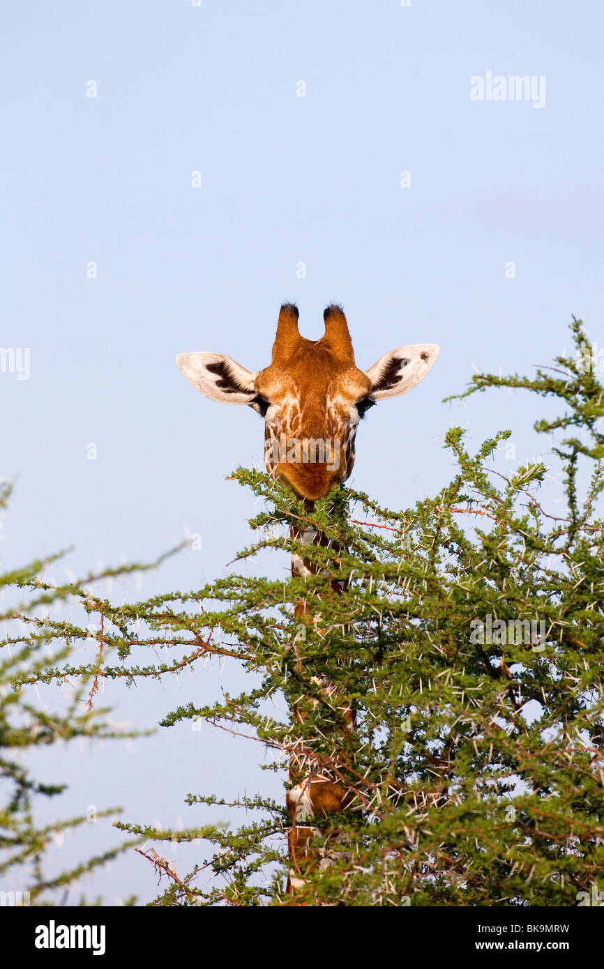 Cabeza de Girafa reticulada Giraffa camelopardalis reticulata, Parque Nacional de Samburu Kenia África Oriental Foto de stock