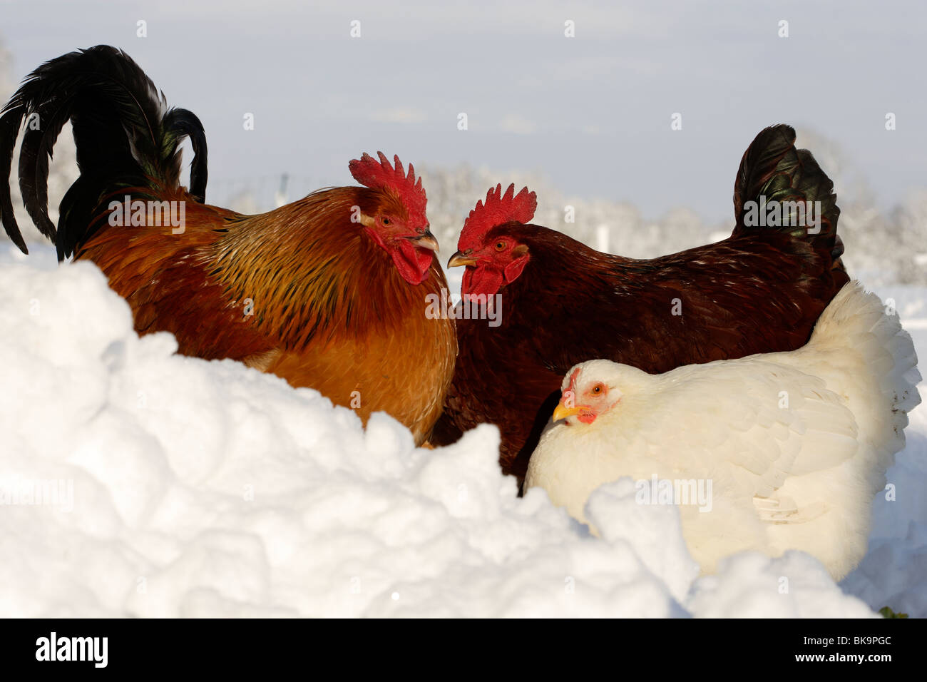 Gallo y pollos en la nieve. Familia feliz Foto de stock