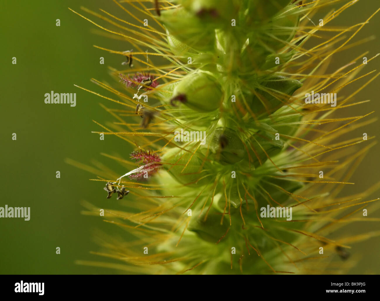 Macro opname van bloemen en naalden Foto de stock