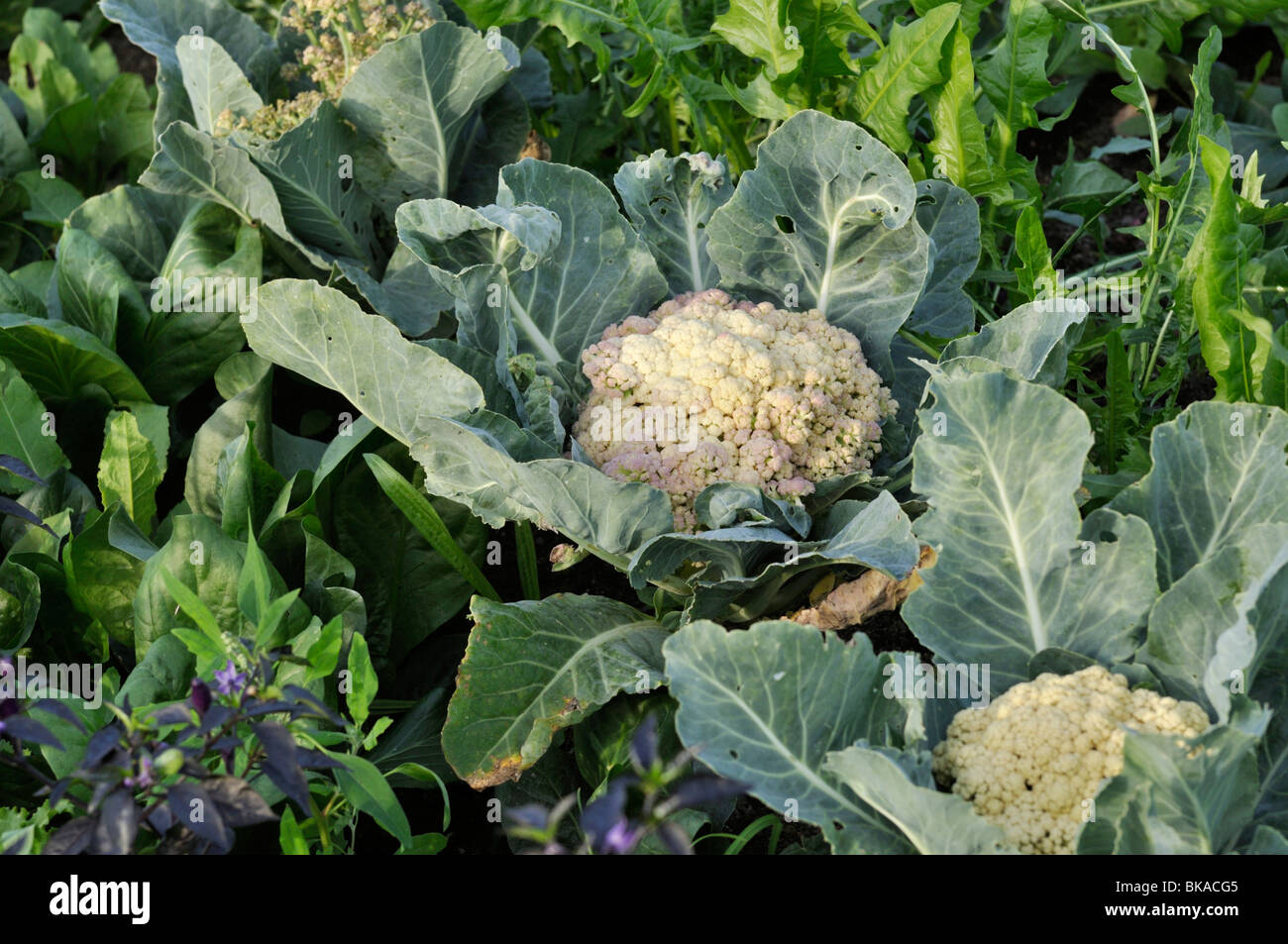 La coliflor (Brassica oleracea var. botrytis 'Clapton') Foto de stock