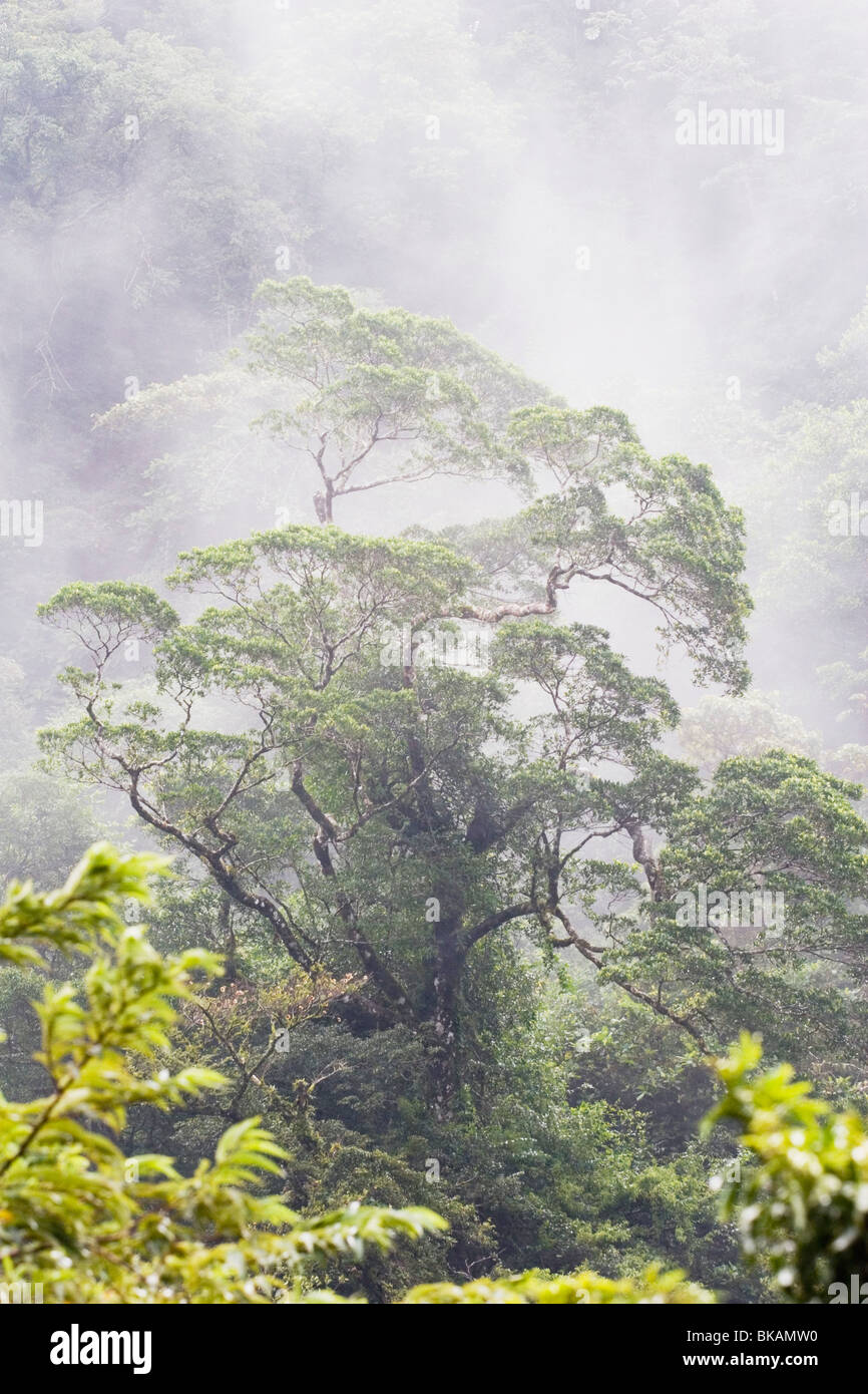 A lo largo de un bosque de neblina, República de Costa Rica Foto de stock
