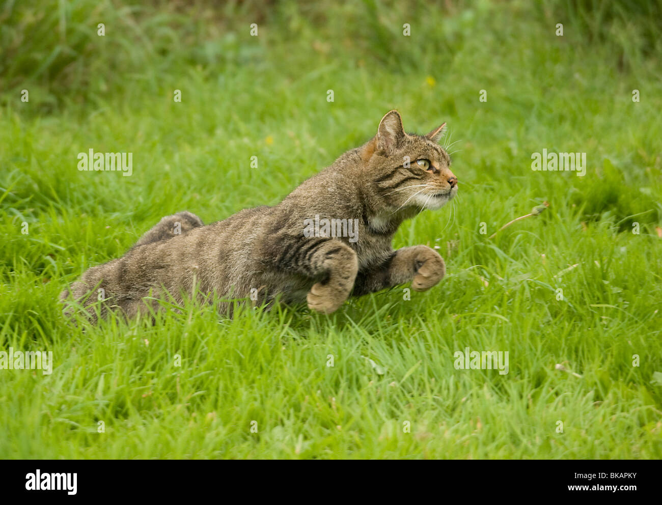 Gato salvaje, Felis silvestris, comienza a ejecutar Foto de stock