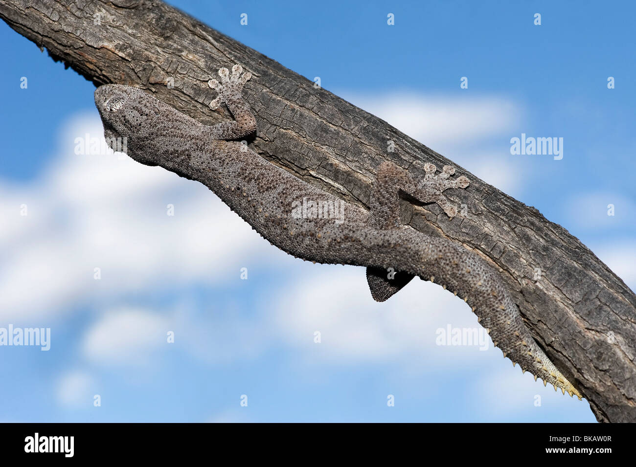 Sur Australia gecko de cola espinosa Foto de stock