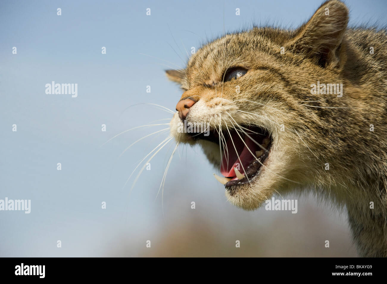 Scottish gato salvaje, Felis silvestris, gruñendo con orejas aplanadas. Foto de stock