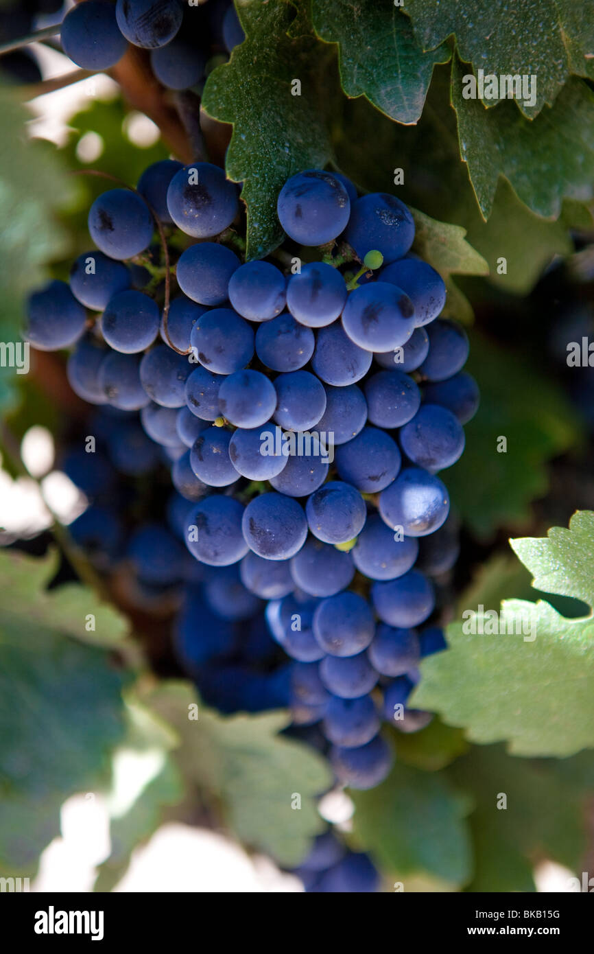 Racimo de uvas Malbec en un viñedo en Mendoza, Argentina Fotografía de  stock - Alamy
