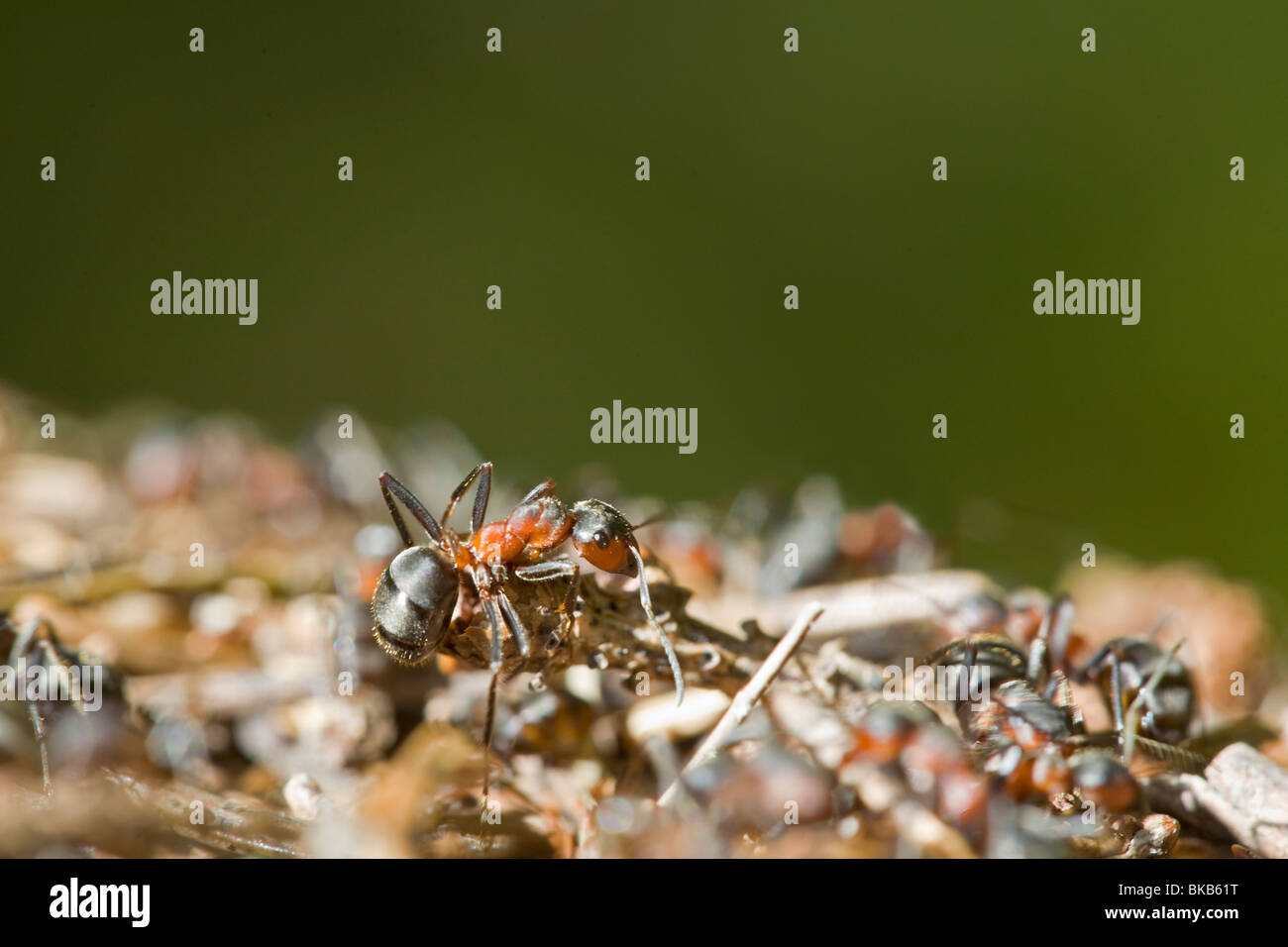 Sur de hormiga de madera Formica rufa insectos Europa Escandinavia Suecia Foto de stock