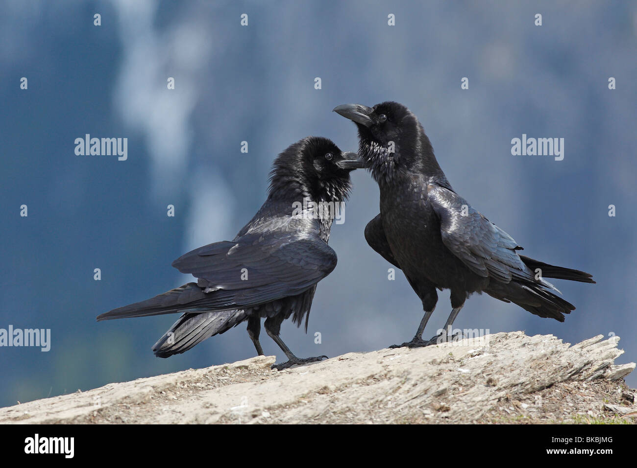 El Cuervo común (Corvus corax), visualización de pareja. Foto de stock