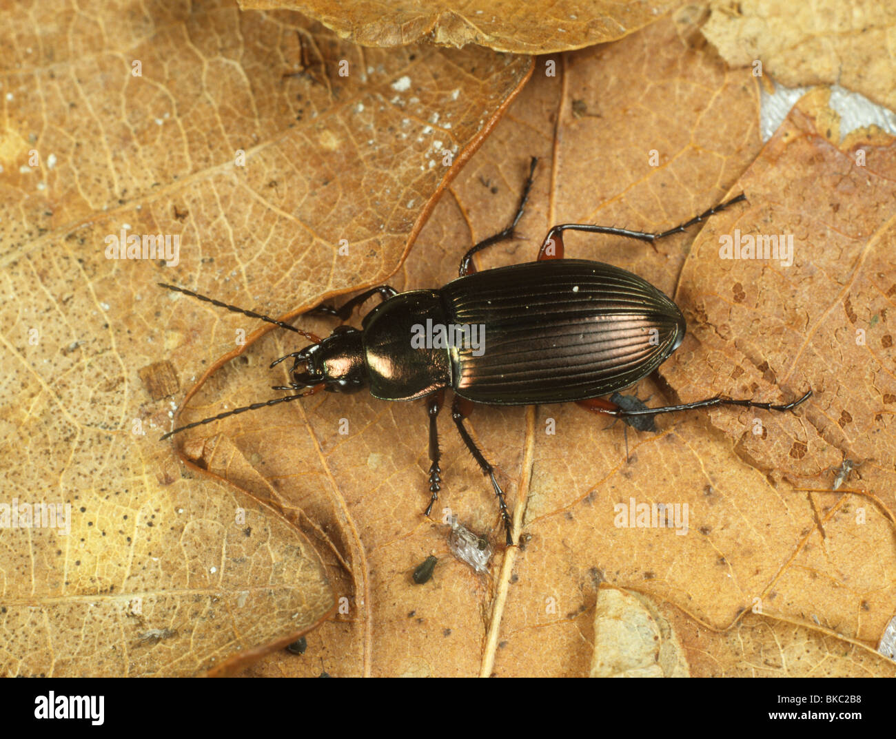 Tierra de depredadores Poecilus cupreus (escarabajos) adulto Foto de stock