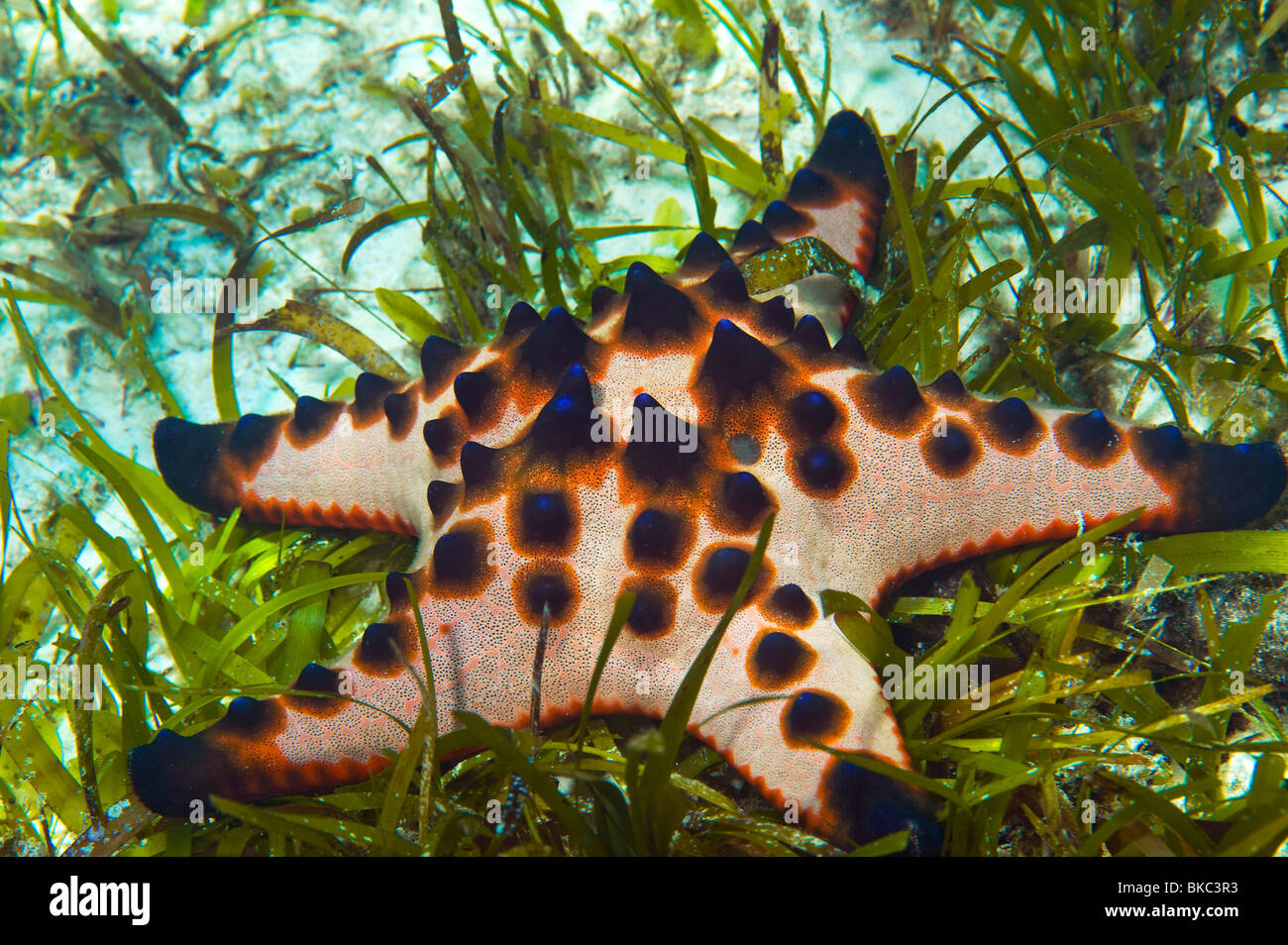Estrella de mar gigante fotografías e imágenes de alta resolución - Alamy