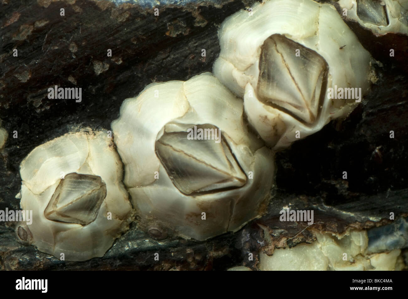 Percebe (Australia Elminius modestus) en una concha de mejillón. Foto de stock